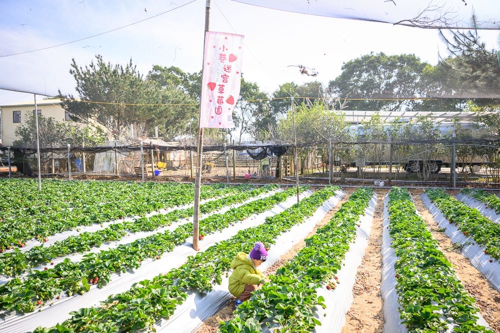 苗栗小巷迷宮草莓園 網室田埂裡親手摘紅果