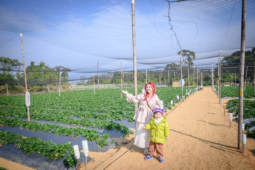 苗栗小巷迷宮草莓園｜草莓園、網室、泥土小徑、女性、孩童、綠葉植栽、藍天，頭戴毛帽的孩童與淺色大衣女子站在棚架覆蓋的農田通