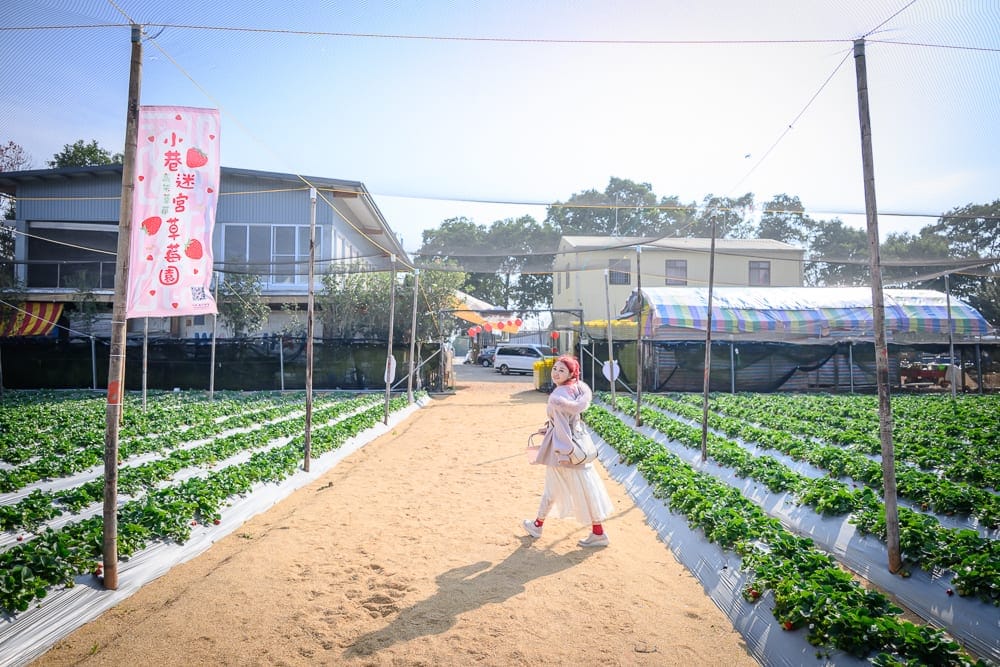 苗栗小巷迷宮草莓園｜草莓園、土路、農園旗幟、竹竿、防鳥網、鐵皮屋、女性遊客。一名女子行走於兩側種滿綠色作物的土路中央，左