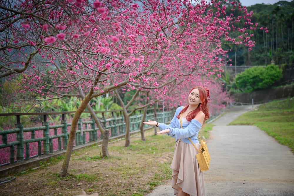 嘉義紫雲寺櫻花完整指南|桃紅花海步道與寺內參觀 13 嘉義紫雲寺櫻花|女子、櫻花林、小徑、護欄、山坡。穿著淺藍上衣與長裙的女子站在戶外步道旁,雙手平舉微側身面向鏡頭,身旁