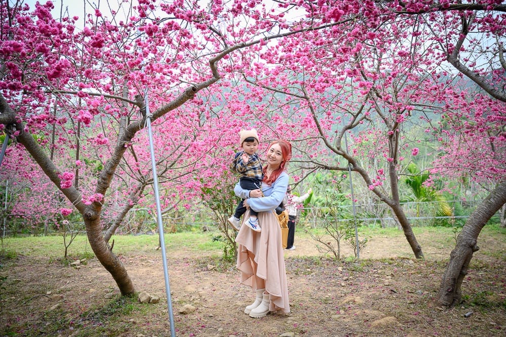 嘉義紫雲寺櫻花完整指南|桃紅花海步道與寺內參觀 11 嘉義紫雲寺櫻花|櫻花、女子、小孩、林道、草地,女子站在茂密綻放的粉紅櫻花林中,雙手抱著戴著毛帽的幼童,兩人面向鏡頭微