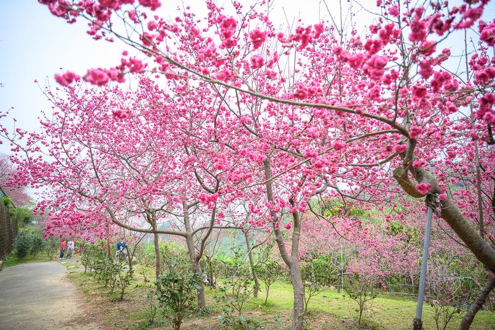嘉義紫雲寺櫻花完整指南|桃紅花海步道與寺內參觀 12 嘉義紫雲寺櫻花|櫻花樹林,粉紅花朵,水泥小徑,草地,遠山。茂密花瓣覆蓋枝頭,枯枝交錯,部分樹幹以支架固定,邊坡緑意盎