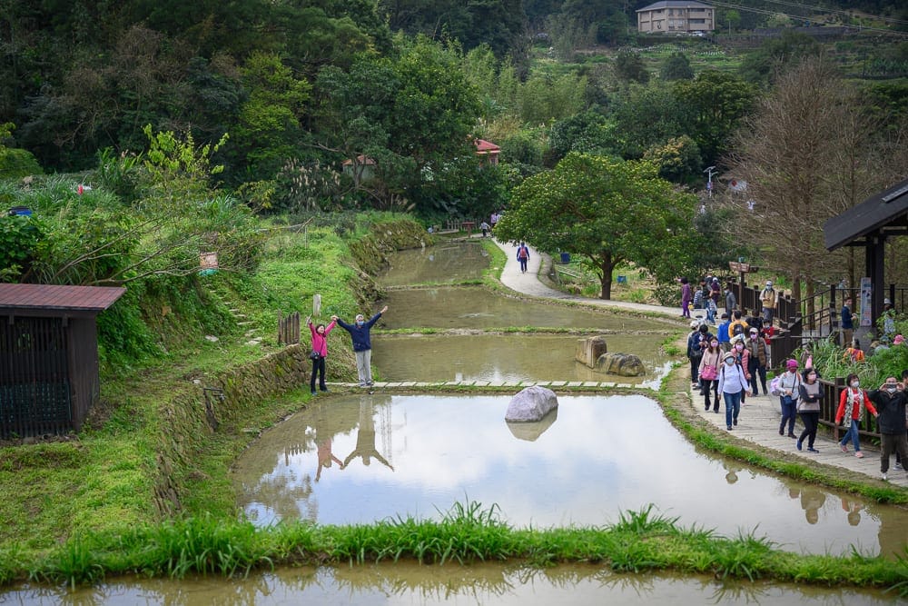 台北樟湖步道魯冰花｜階梯狀水田，人群，步道，綠樹，遠山，房屋。群眾沿著田間小徑行走，兩人舉雙手站在田埂上，水面映出清晰倒