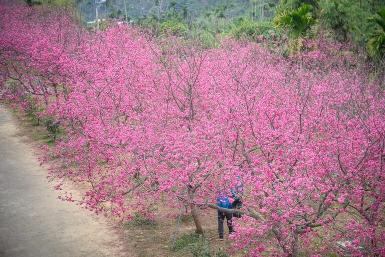 嘉義紫雲寺櫻花｜櫻花樹、步道、山坡，大片粉紅色花朵盛開，枝幹交錯綿延。左側為泥土步道，右下方樹叢間站立一位穿著藍衣黑