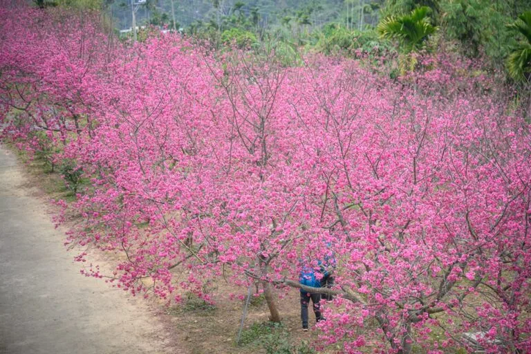 嘉義紫雲寺櫻花完整指南|桃紅花海步道與寺內參觀 19 嘉義紫雲寺櫻花|櫻花樹、步道、山坡,大片粉紅色花朵盛開,枝幹交錯綿延。左側為泥土步道,右下方樹叢間站立一位穿著藍衣黑