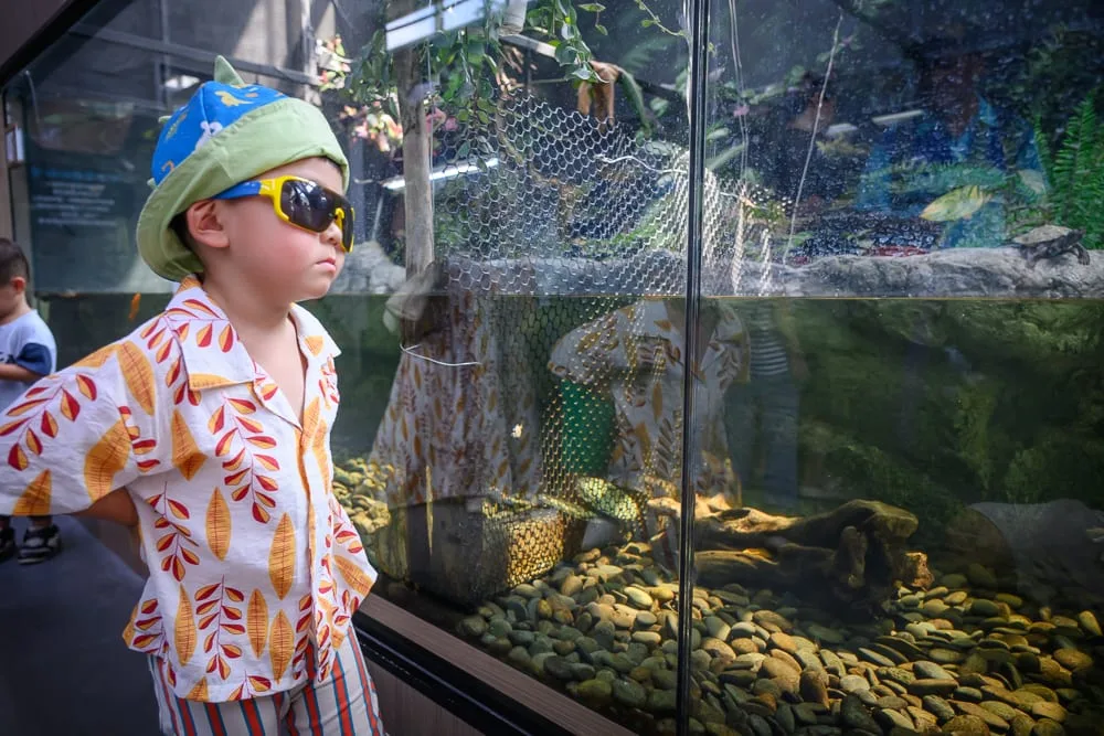台南頑皮世界野生動物園完整攻略|動物餵食、水樂園與親子必玩設施 10 台南頑皮世界|戴著綠色恐龍帽與墨鏡的男童,身穿花襯衫,站在大型水族箱前注視,室內水族館,玻璃牆,卵石底砂,枯木,綠