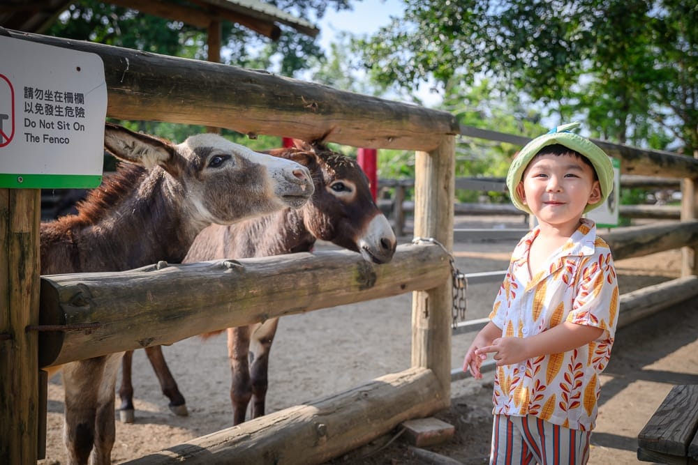 台南頑皮世界｜戶外木造圍欄、動物園、兩隻驢子、兒童、短袖襯衫、綠色漁夫帽、警告標示牌，側身站立面向前方。