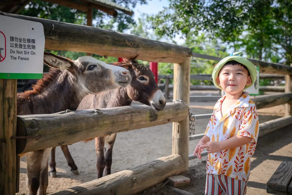 台南頑皮世界野生動物園完整攻略|動物餵食、水樂園與親子必玩設施 11 台南頑皮世界|戶外木造圍欄、動物園、兩隻驢子、兒童、短袖襯衫、綠色漁夫帽、警告標示牌,側身站立面向前方。
