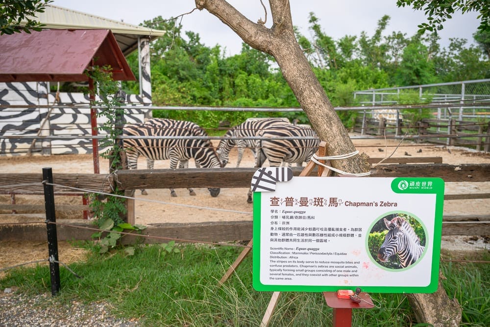 台南頑皮世界｜動物園、斑馬、柵欄、解說牌、樹木、房屋。畫面中右下角立著綠色「查普曼斑馬」圖文解說牌，前方為木造柵欄