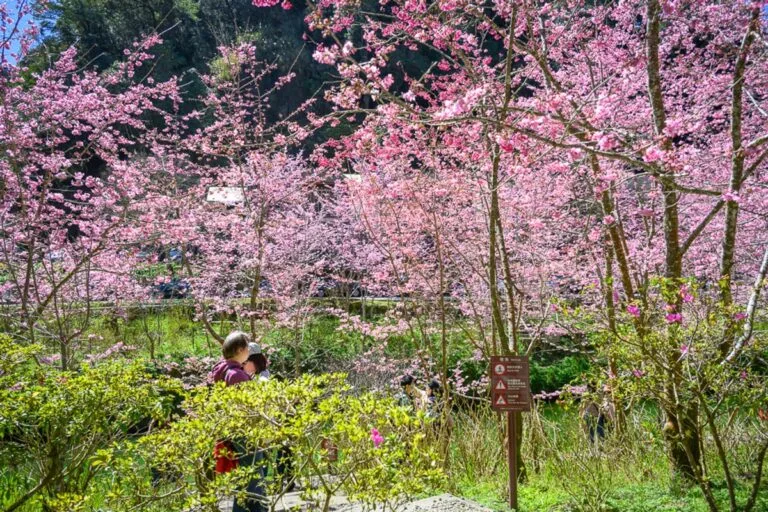 南投杉林溪櫻花祭｜櫻花樹、山坡、告示牌、遊客，滿開的粉紅櫻花林布滿整個山谷，樹木枝幹交錯，下方草地綠意盎然，幾位遊客站