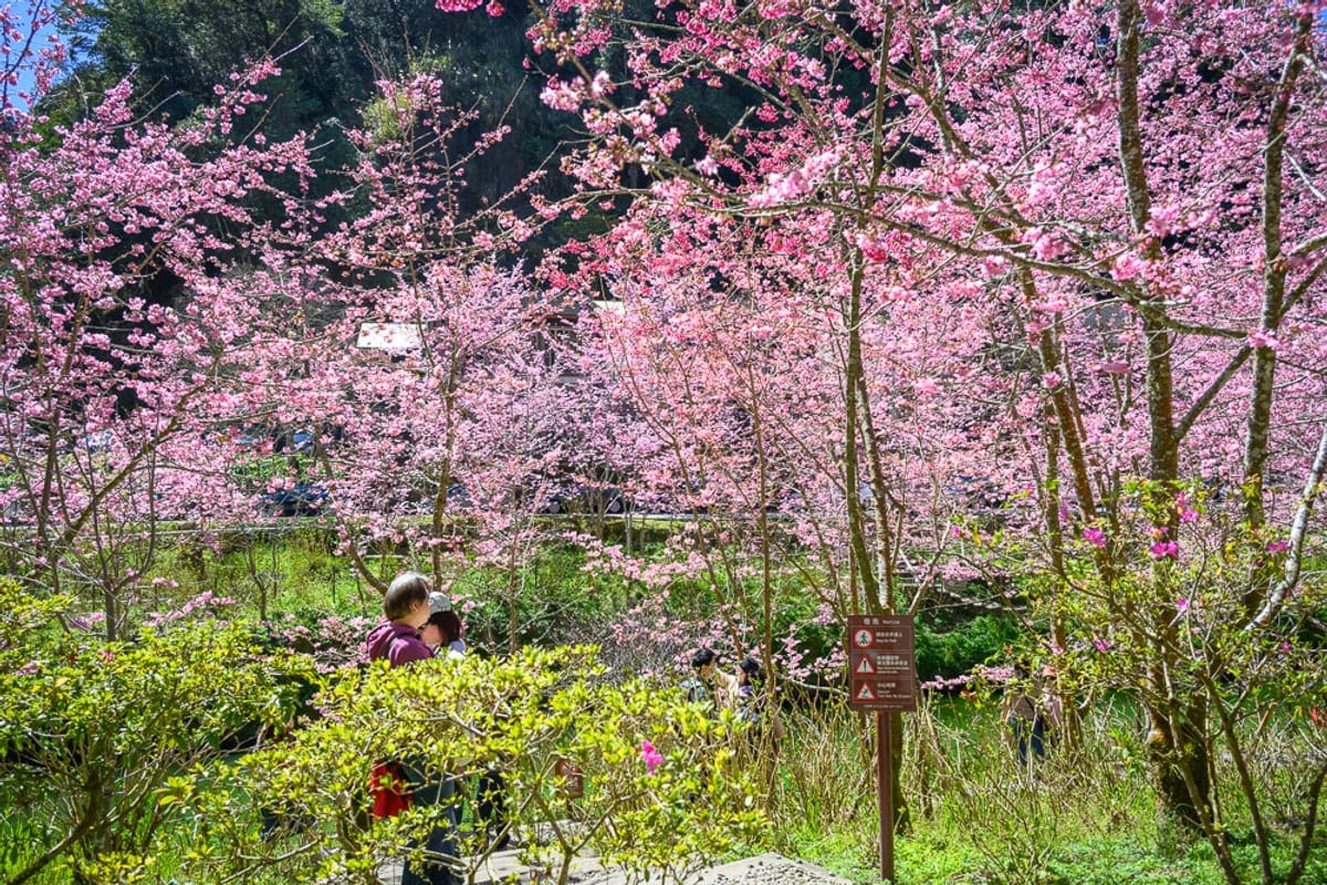 南投杉林溪櫻花祭｜櫻花樹、山坡、告示牌、遊客，滿開的粉紅櫻花林布滿整個山谷，樹木枝幹交錯，下方草地綠意盎然，幾位遊客站