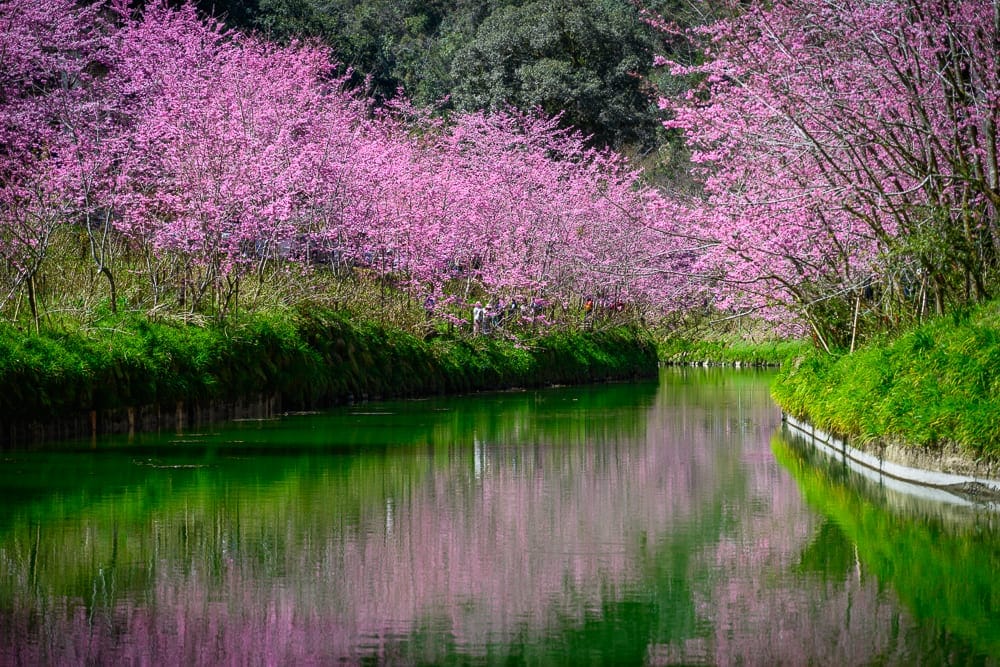 南投杉林溪櫻花祭｜河流、櫻花、草地、樹木，沿岸盛開粉紅花朵，綠草如茵的堤岸延伸至遠方，平靜的水面映出粉色樹林與翠綠倒影