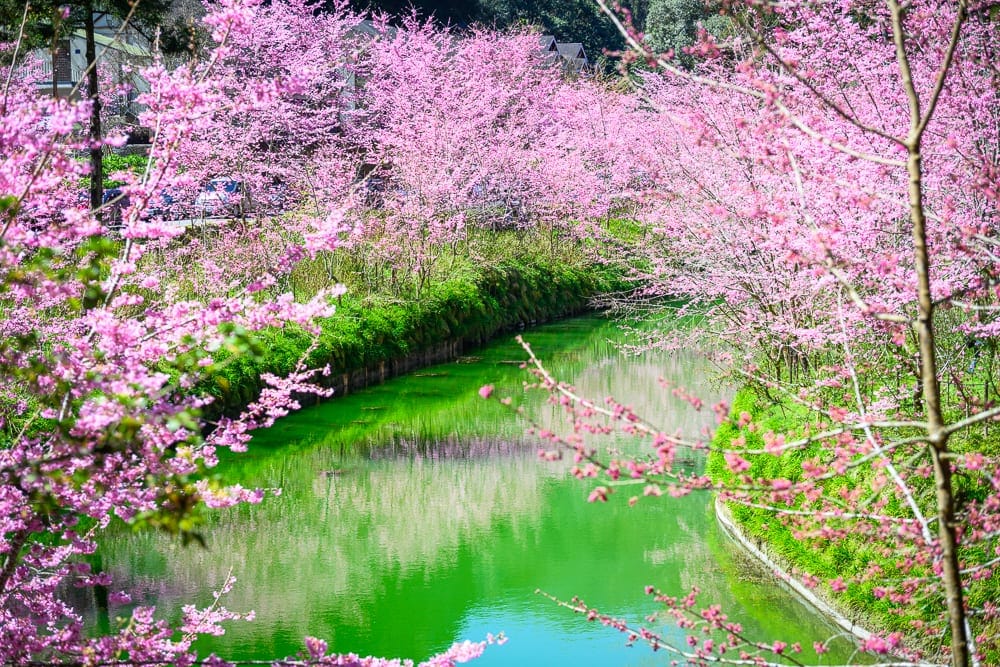 南投杉林溪櫻花祭｜櫻花、河、綠草坡，粉紅花朵密集綻放於河道兩側，翠綠色溪流映照出樹冠倒影，枝條交錯於水面上方。