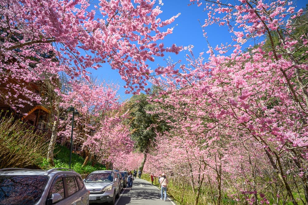 南投杉林溪櫻花祭 自駕停車、路邊花景夾道與注意事項