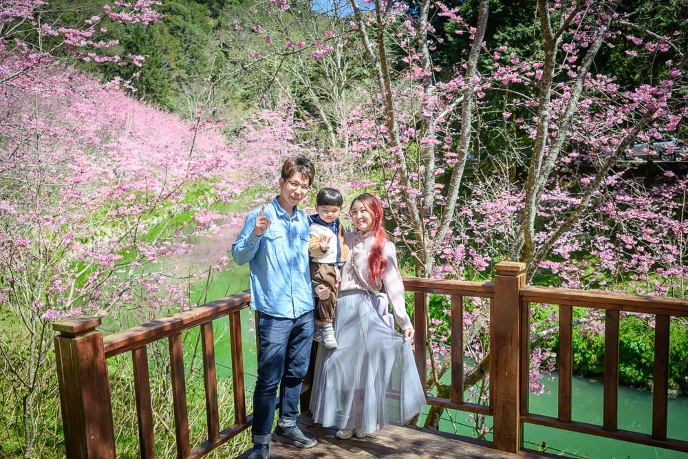 南投杉林溪櫻花祭｜木棧道、櫻花、河流，一家三口站在木製觀景台上合影，周圍盛開著粉紅色櫻花林，遠方有綠樹與溪流，自然山林
