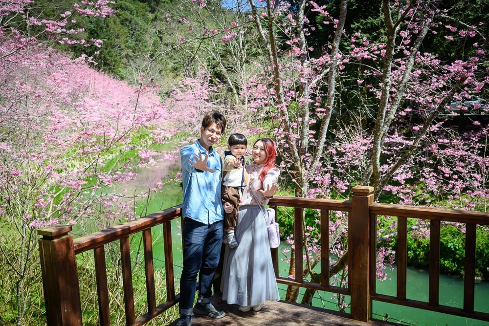 南投杉林溪櫻花祭｜木棧道、櫻花、河流、山林，三口之家站在戶外觀景台上，兩側開滿粉紅色花朵的枝幹交錯，下方綠水流經。