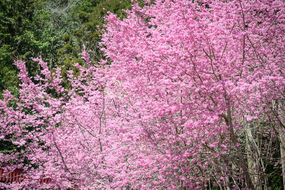 南投杉林溪櫻花祭 山谷花海、河道兩岸與針葉林三重層次