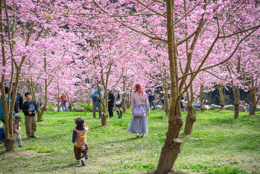 南投杉林溪櫻花祭｜櫻花林、草地、樹木、人群、小孩。多棵盛開粉紅花朵的櫻花樹布滿畫面，地面覆蓋綠草。大人與孩童散步其間，