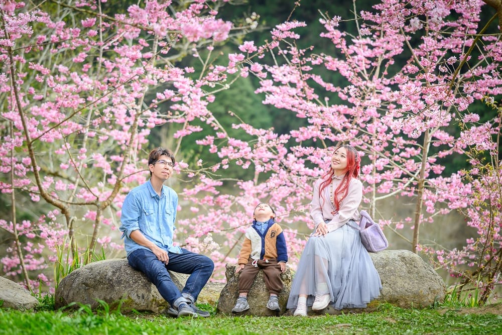 南投杉林溪櫻花祭｜櫻花樹林，家庭，石頭，草地。一家三口坐在草地上的巨石與土坡，男子著藍衫牛仔褲、女子穿灰裙手提包、小孩