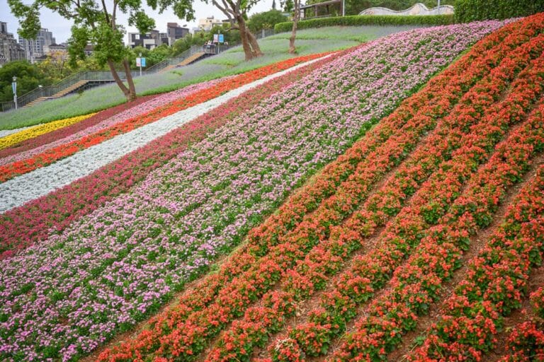 台北三層崎公園｜斜坡花海，紅花，粉花，白花，綠樹，階梯，建築，陰天，花圃