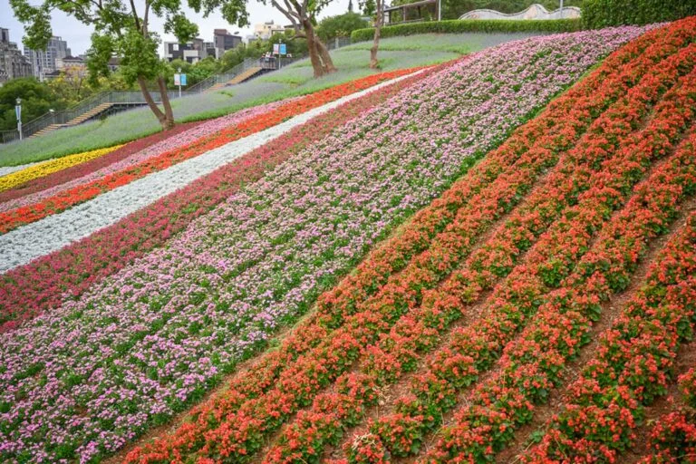 台北三層崎公園｜斜坡花海，紅花，粉花，白花，綠樹，階梯，建築，陰天，花圃