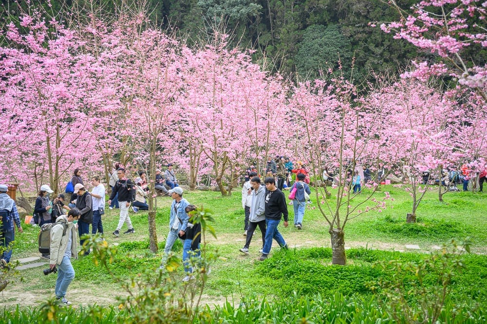 南投杉林溪櫻花祭｜櫻花林、草地、遊客、步道、樹木。群聚的粉紅櫻花盛開，覆蓋山林斜坡，多位遊客在草地步道間散步賞花，後方
