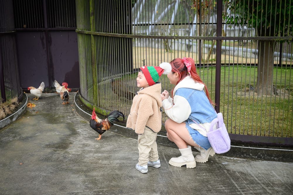 南投九九峰動物樂園完整攻略|鸚鵡互動與牧場動物玩法解析 8 南投九九峰動物園|鳥園、柵欄、雞、幼童、女子。女子蹲在水泥地上,戴聖誕帽的幼童站立其旁,兩人面向欄舍內的多隻公雞與母雞