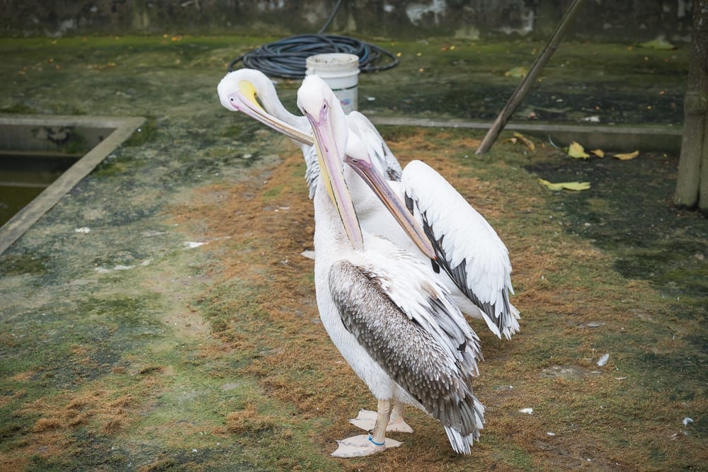 南投九九峰動物樂園完整攻略|鸚鵡互動與牧場動物玩法解析 7 南投九九峰動物園|鵜鶘,草地,水池,塑膠水管,白色水桶,混凝土牆面,室外。兩隻白色羽毛的鵜鶘站在長滿青苔的泥土地上,長