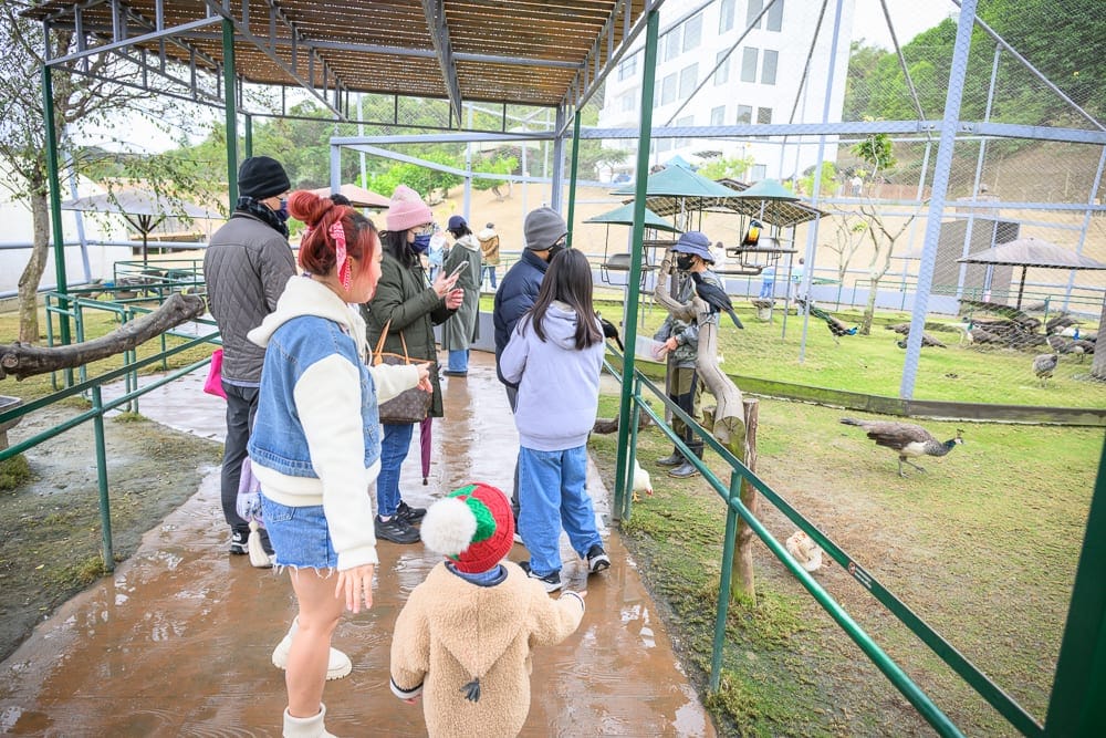 南投九九峰動物樂園完整攻略|鸚鵡互動與牧場動物玩法解析 2 南投九九峰動物園 金剛鸚鵡、黑面羊、梅花鹿近距離體驗