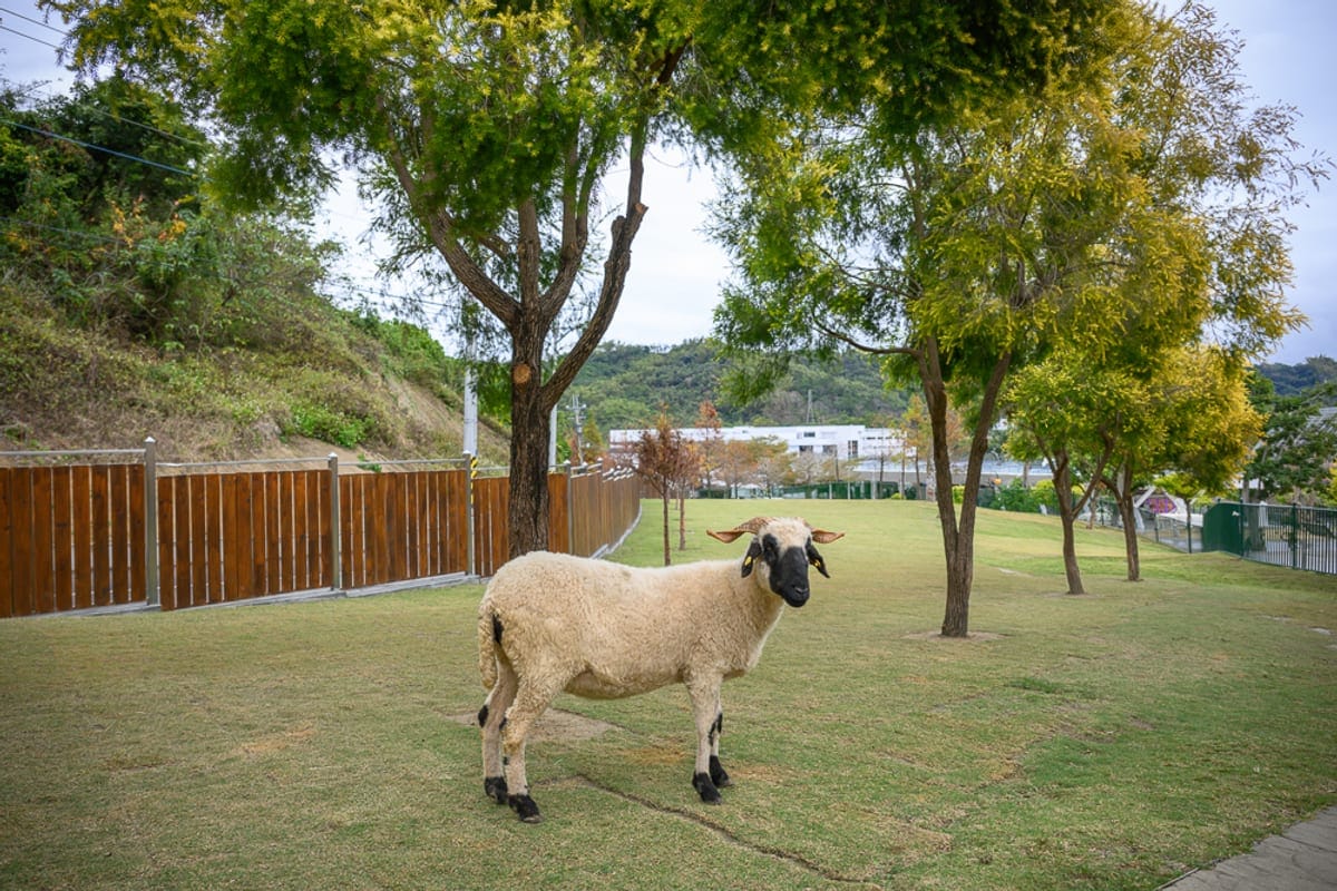 南投九九峰動物樂園完整攻略|鸚鵡互動與牧場動物玩法解析 1 南投九九峰動物園|羊、草皮、樹木、木柵欄、山丘,黑面羊站在綠色草地上,前方有細長樹幹與黃綠色樹冠,左側為咖啡色木頭圍籬