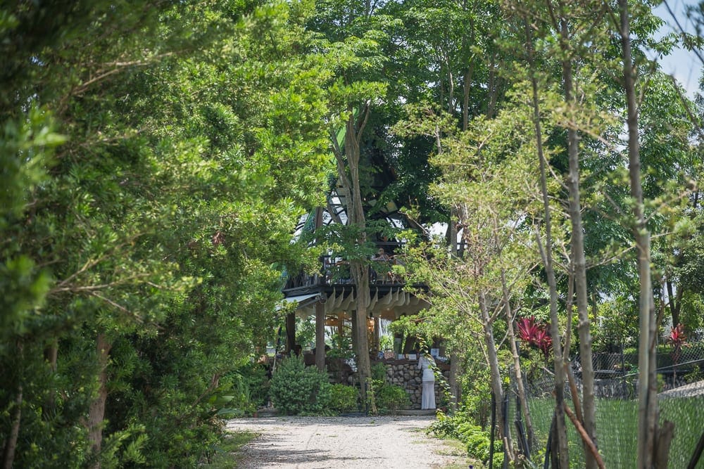 台中喜鵲方舟｜樹林、小徑、建築、樹木、石牆，一條泥土小徑向前延伸，兩旁高大的樹木茂密綠葉遮蔽天空，正前方隱約可見一