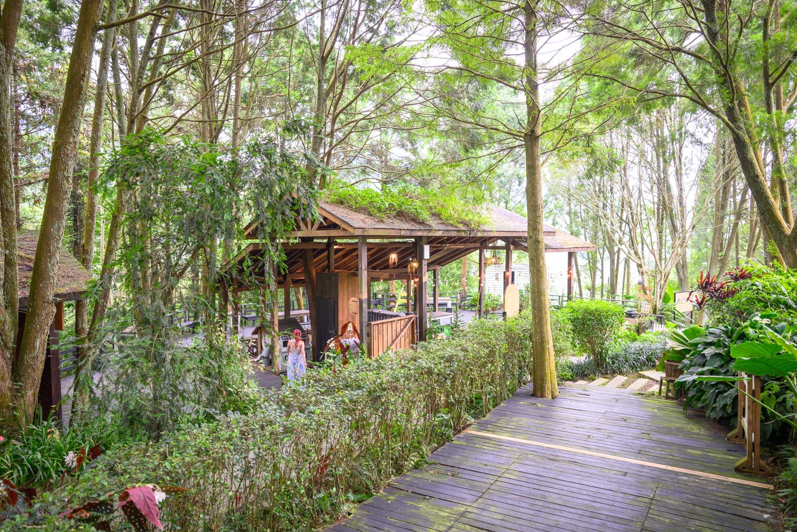 台中薰衣草森林住宿及園區｜木棧道、木造涼亭、高大樹木、綠色灌木叢、穿長裙女子、森林。森林中鋪設木棧道，兩側綠意盎然，前方為一座