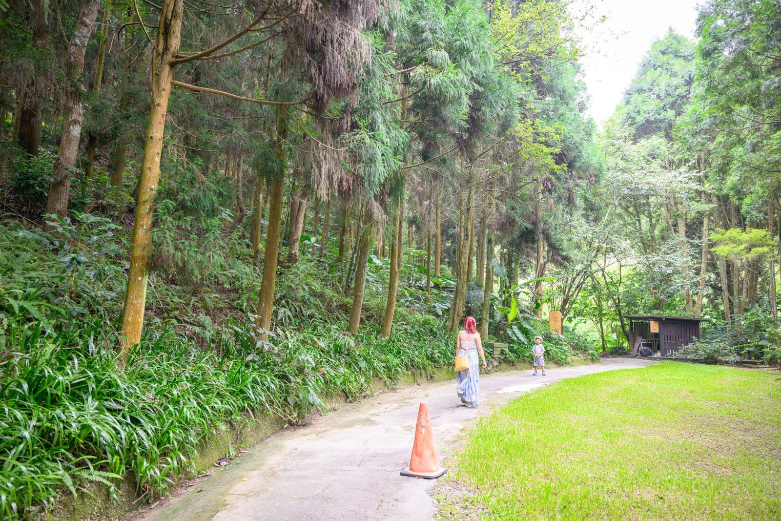 台中薰衣草森林住宿及園區｜樹林、柏油路、綠草地、三角錐、行人，紅髮女子與孩童沿著微彎山路行走，左側斜坡佈滿直立高大的針葉樹木與