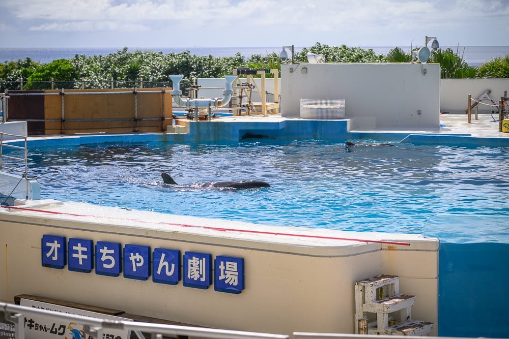 沖繩本部美麗海水族館完整攻略|巨型展缸、海豚池與親子戶外設施玩法解析 10 沖繩本部美麗海水族館|戶外水池,海豚,藍色招牌,白色圍牆,遠方大海。水池中游動黑色海豚,白色池壁貼著藍底白色日文字體,背景