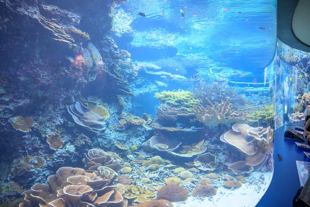 沖繩本部美麗海水族館完整攻略|巨型展缸、海豚池與親子戶外設施玩法解析 2 沖繩本部美麗海水族館 巨型曲面展缸、珊瑚礁生態缸與鯨鯊模型展示