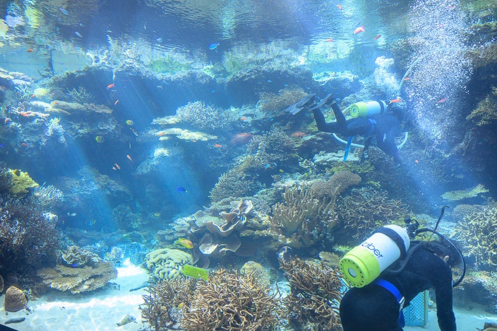 沖繩本部美麗海水族館完整攻略|巨型展缸、海豚池與親子戶外設施玩法解析 4 沖繩本部美麗海水族館 人流規律、拍照位置與停留時間