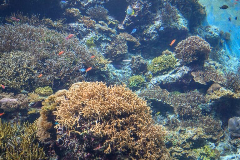 沖繩本部美麗海水族館｜水中，珊瑚礁，小魚，岩石，海水。斑駁光線透入水族箱，密集枝狀珊瑚錯落覆蓋海底，橘色與藍色小魚穿梭其中