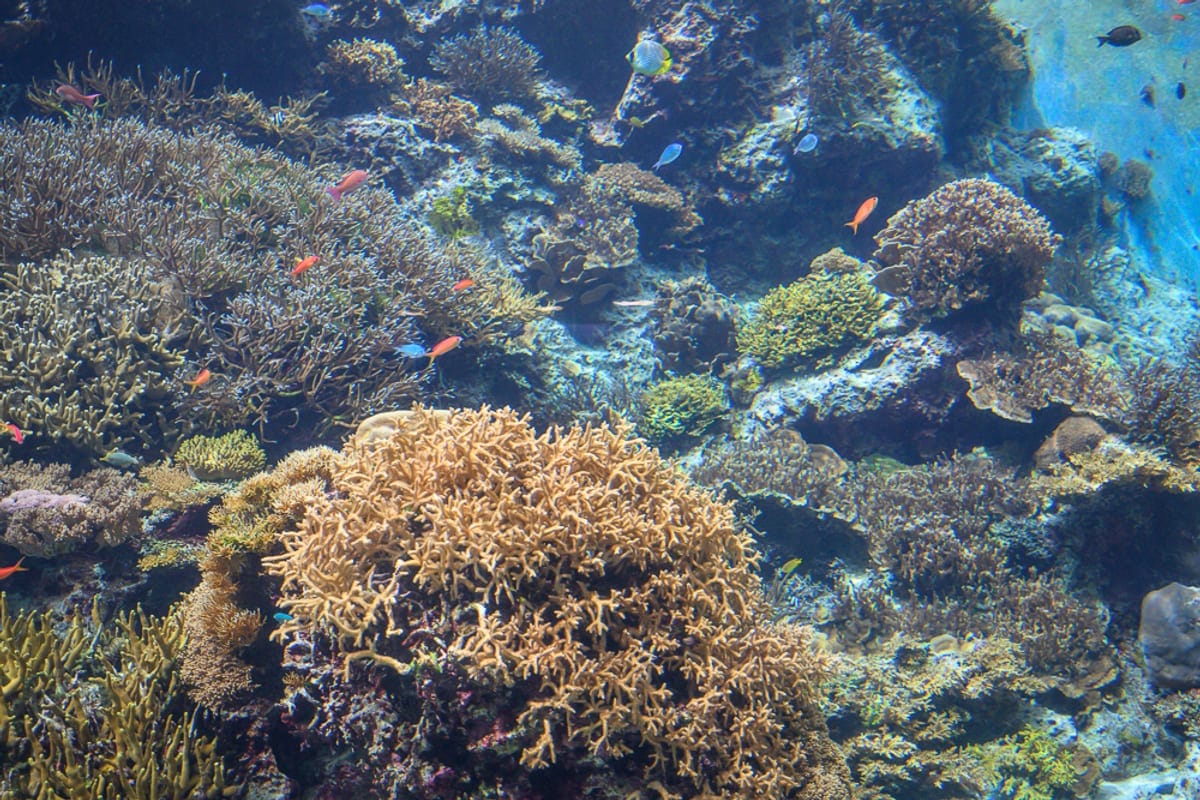 沖繩本部美麗海水族館完整攻略|巨型展缸、海豚池與親子戶外設施玩法解析 1 沖繩本部美麗海水族館|水中,珊瑚礁,小魚,岩石,海水。斑駁光線透入水族箱,密集枝狀珊瑚錯落覆蓋海底,橘色與藍色小魚穿梭其中