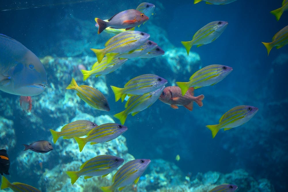沖繩本部美麗海水族館完整攻略|巨型展缸、海豚池與親子戶外設施玩法解析 9 沖繩本部美麗海水族館|深海、藍色海水、珊瑚礁、魚群、黃尾藍帶魚、大型魚類。許多黃色尾鰭的條紋魚在水中游動,左側有一隻大體型