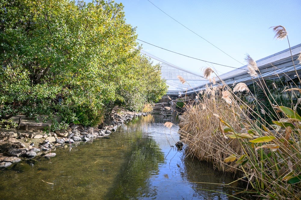 日本神戶-神戶動物王國｜溪流、綠樹、枯草、玻璃溫室屋頂、網室鋼索。室內生態園區中，狹長水道貫穿茂密綠樹與枯黃蘆葦，遠方可見傾