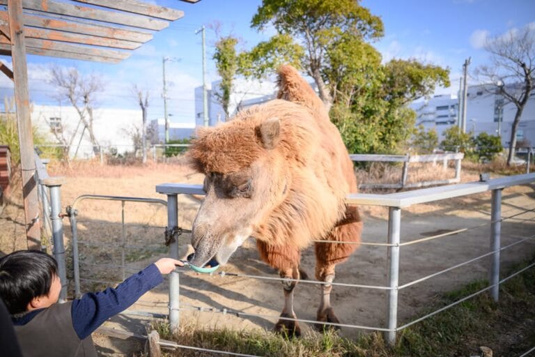 日本神戶動物王國完整攻略|無柵欄放養體驗與親子互動玩法解析 8 日本神戶-神戶動物王國|駱駝、柵欄、孩童、小碗、戶外圍欄、樹木、建築物,棕色毛髮的駱駝探出頭,短髮男童伸長手臂持容器餵食,背