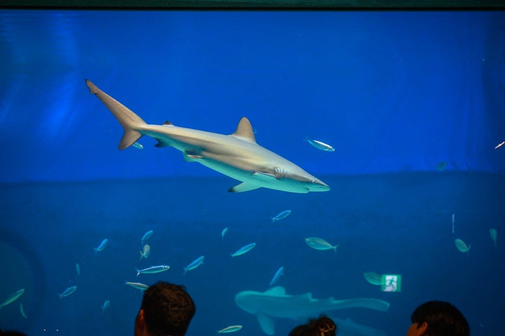 沖繩本部美麗海水族館完整攻略|巨型展缸、海豚池與親子戶外設施玩法解析 8 沖繩本部美麗海水族館|水族館、大型水槽、鯊魚、小魚群、藍色海水、觀看人群的頭部剪影。一隻灰白色的鯊魚游弋於藍色水體中央,下