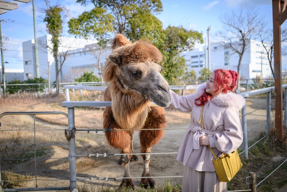 日本神戶-神戶動物王國 Port Liner套票怎麼買最划算