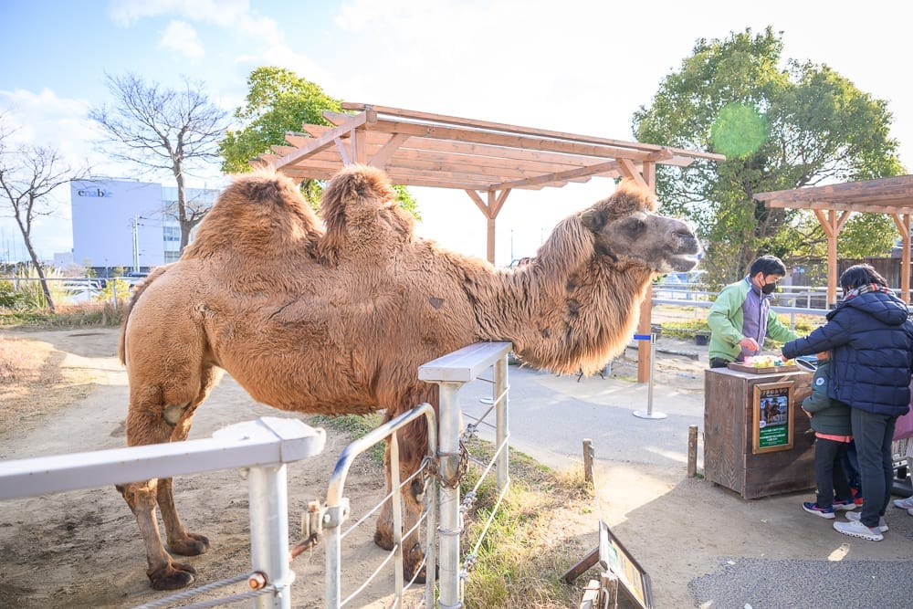 日本神戶-神戶動物王國 駱駝餵食與動物互動體驗