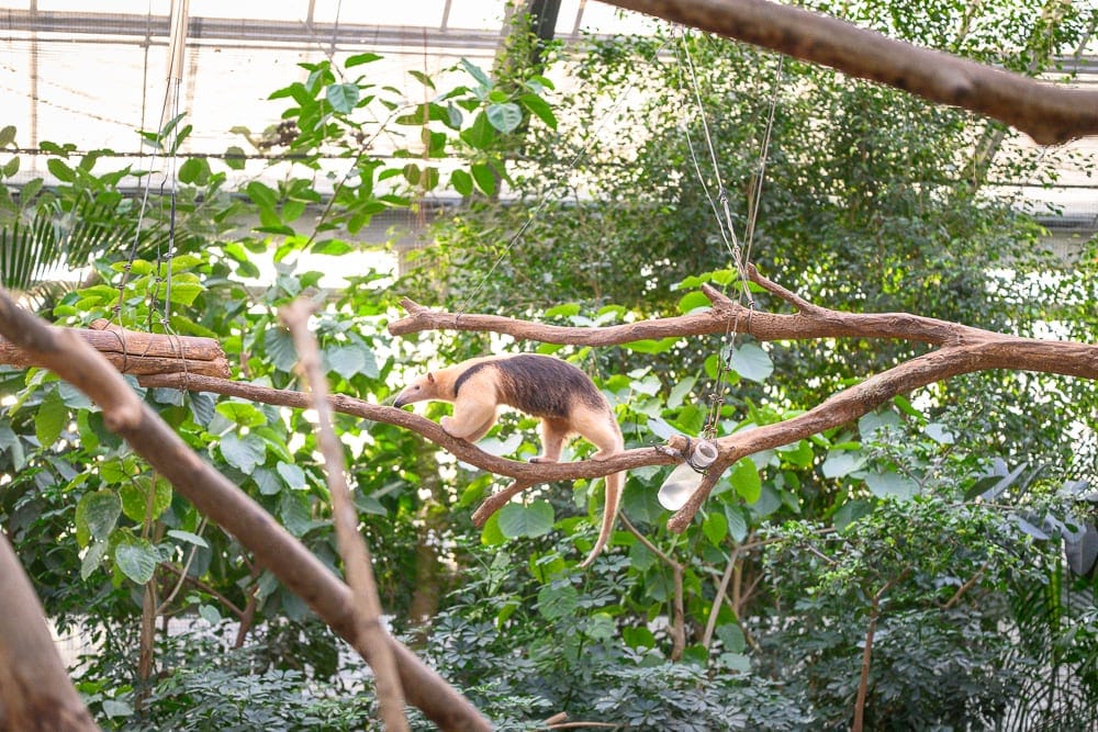 日本神戶-神戶動物王國 食蟻獸、紅鶴與放養動物近距離同框