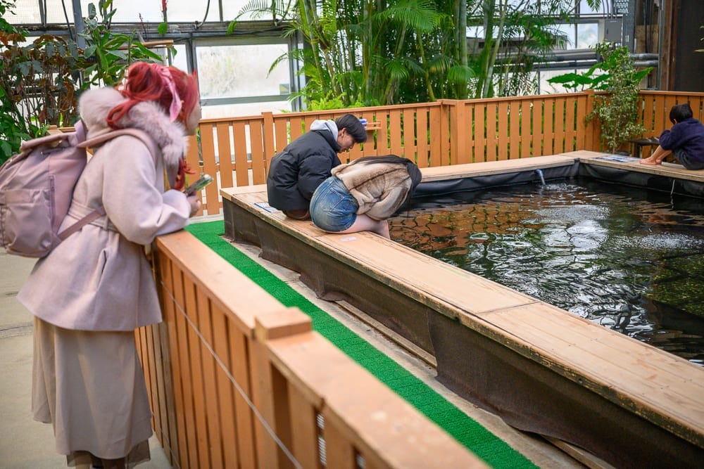 日本神戶-神戶動物王國｜溫室、魚池、木棧道、女子、背包、綠色植栽。一名紅髮女子背著粉色背包站在木柵欄旁觀看，池邊兩人坐在木框