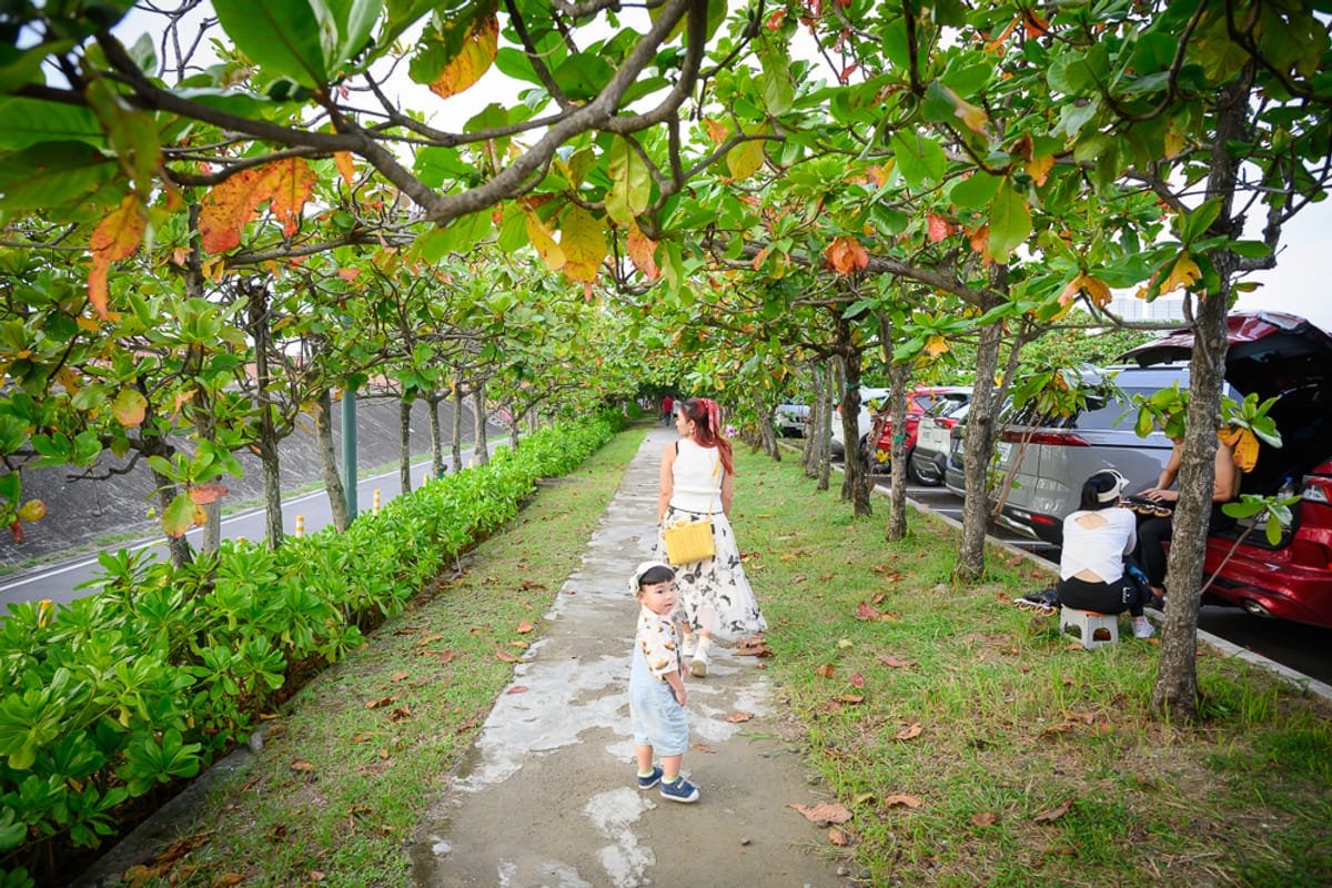 新竹香山濕地賞蟹步道｜樹林，步道，女人，小孩，汽車，人行道，綠樹，落葉，車輛，草地。一條兩側植有樹木的混凝土步道，樹冠交織