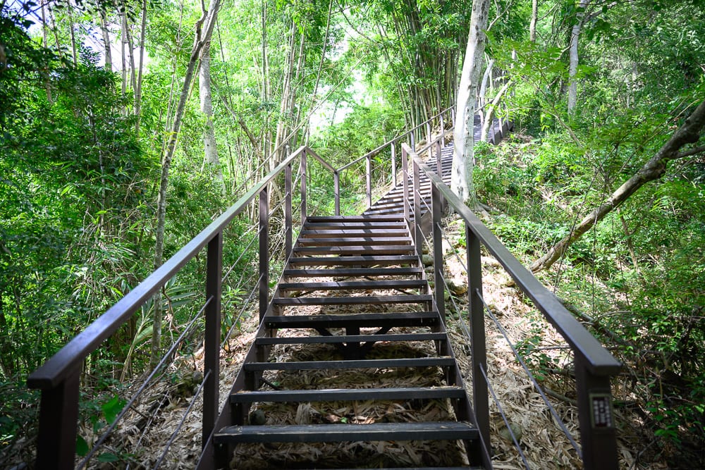 南投九九峰步道｜階梯, 森林, 竹林, 扶手，棕色金屬階梯向上延伸，兩側設有細鐵絲欄杆。陡峭步道隱身於茂密綠林與高聳