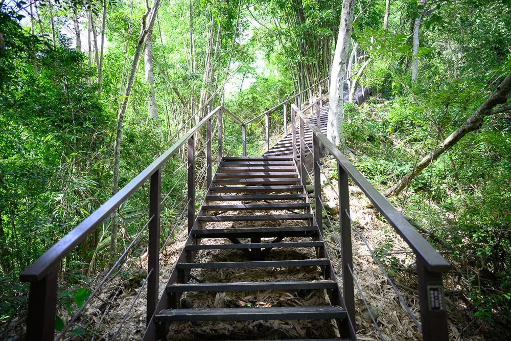 南投九九峰健行步道完整指南|林間土石步道與觀景涼亭玩法解析 10 南投九九峰步道|階梯, 森林, 竹林, 扶手,棕色金屬階梯向上延伸,兩側設有細鐵絲欄杆。陡峭步道隱身於茂密綠林與高聳