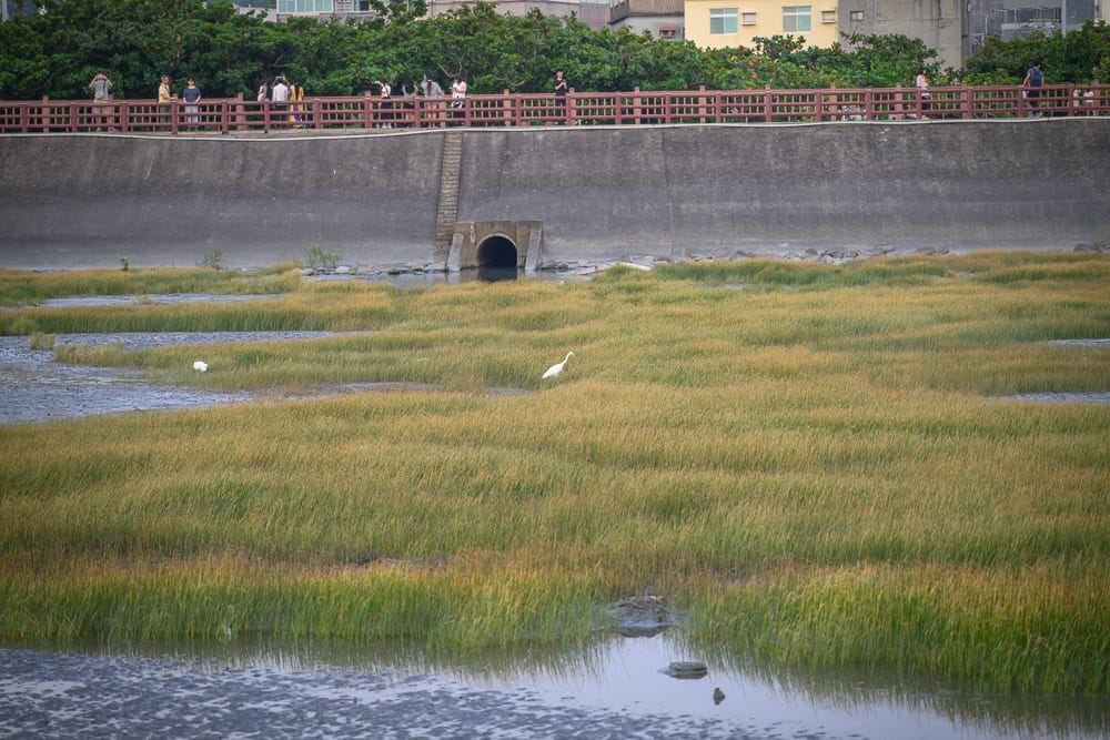 新竹香山濕地賞蟹步道｜濕地、草地、護欄、水鳥、排水口、水泥防洪牆、人群。大片綠黃色草地與水窪交錯，灰黑水泥牆上有棕紅欄杆，